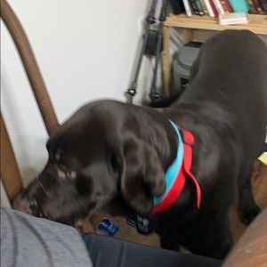 Meet your Posher, Isaiah